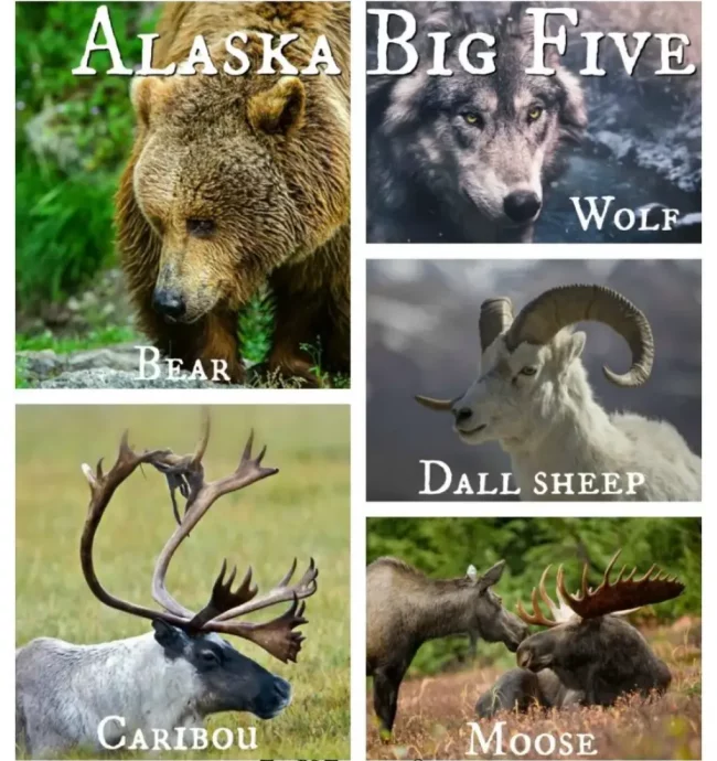 Alaska-Big-Five-Animals-1.jpg